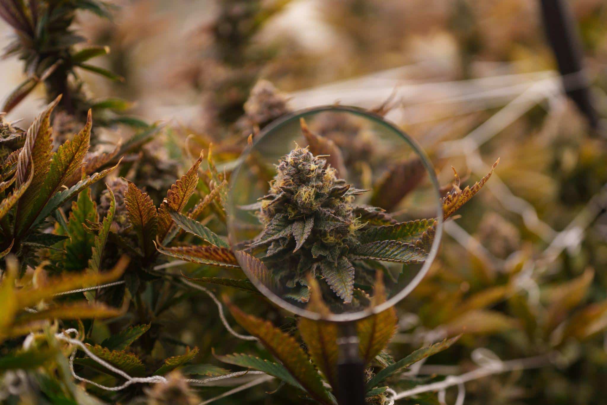 What you Can Learn from Cannabis Cultivation: A Guide for Hobby Horticulturalists