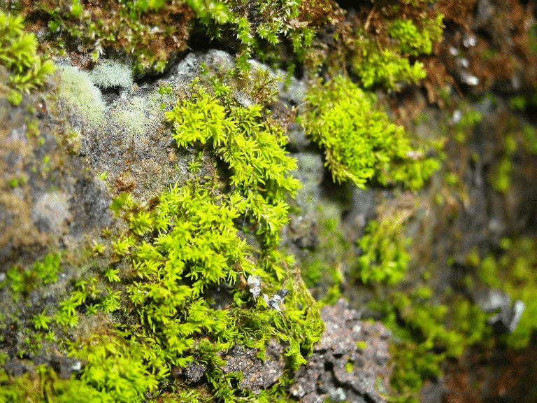 Live vs Preserved Moss: What’s the Real Difference