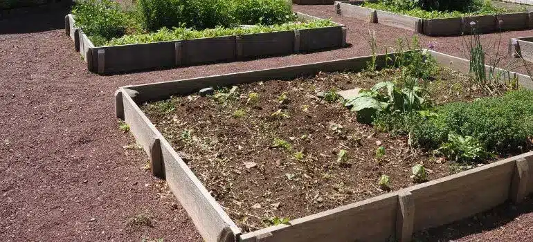 Raised garden beds filled with soil and plants in an outdoor garden setting