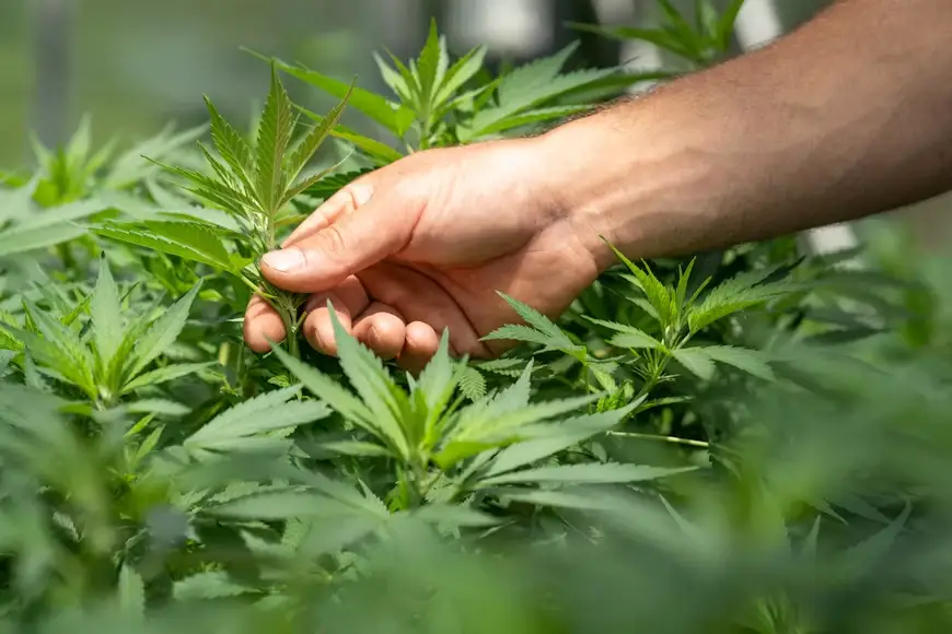Hand inspecting green cannabis plants in an outdoor setting under natural light