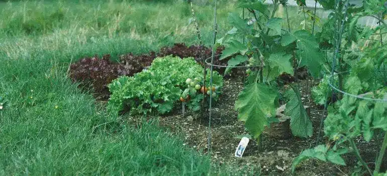 Lush vegetable garden with green lettuce and ripening tomatoes under natural sunlight