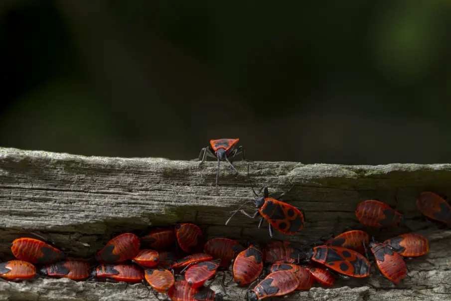 Red and black beetles clustered on weathered wooden surface in natural outdoor setting