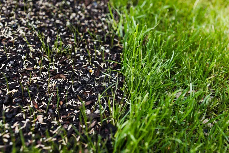 Close-up of grass seeds sprouting in dark soil beside lush green lawn