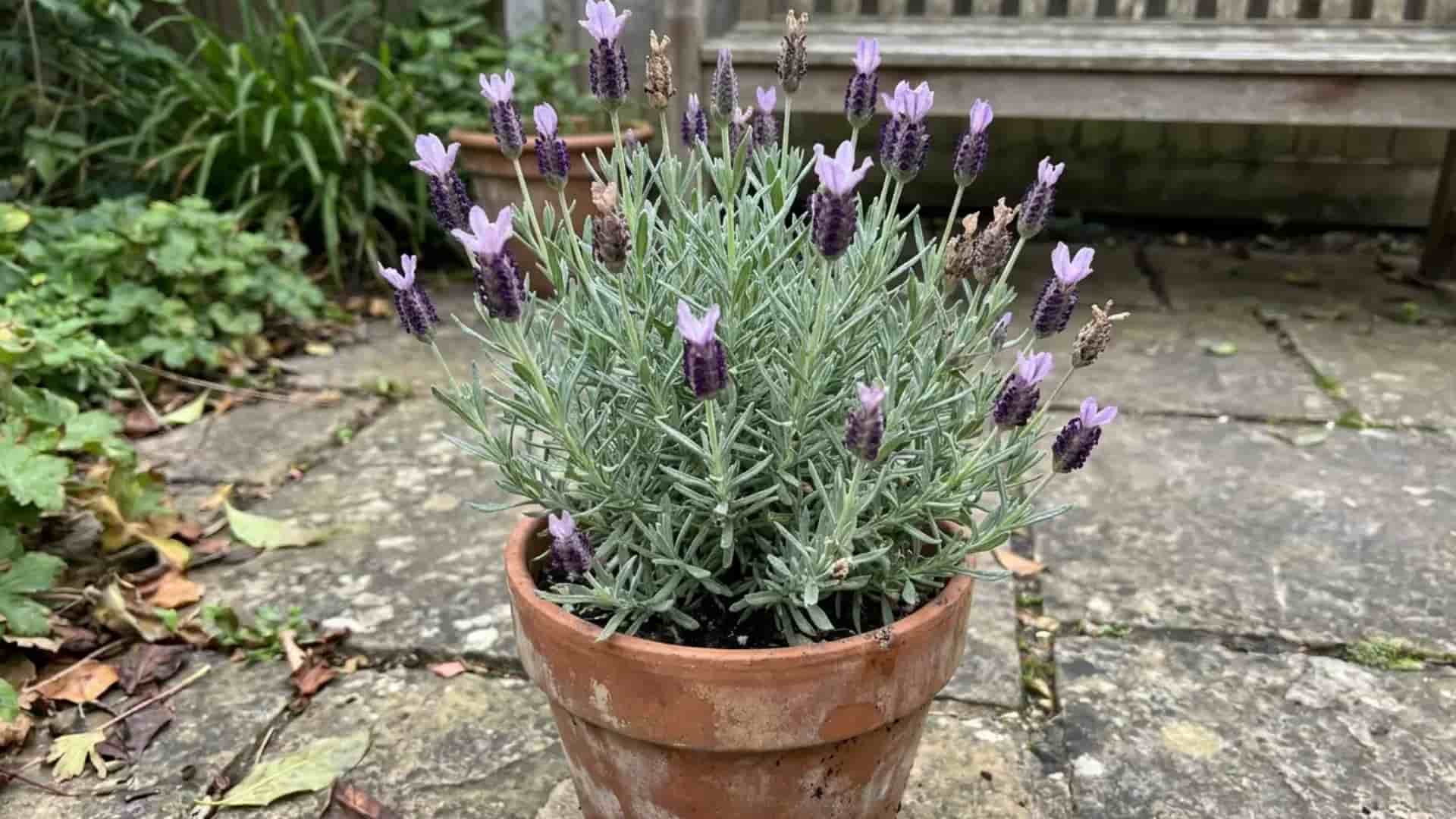 anouk spanish lavender compact potted plant growing in a small terracotta pot