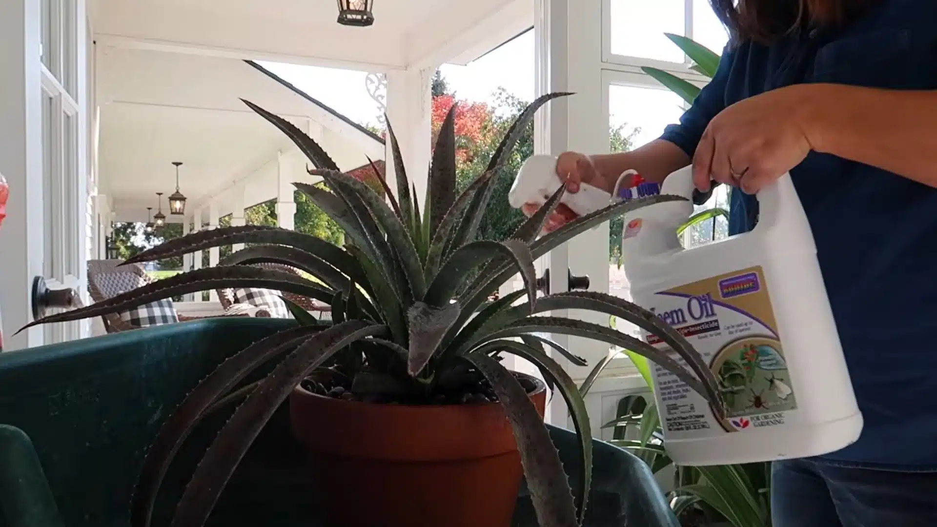 applying neem oil spray to a plant after treating a mealybug infestation