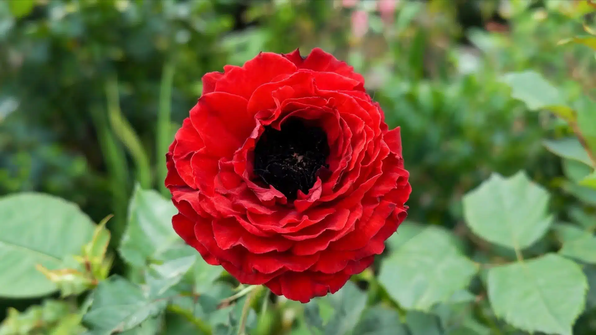 bright red rose flower with layered petals and dark center against a blurred green background