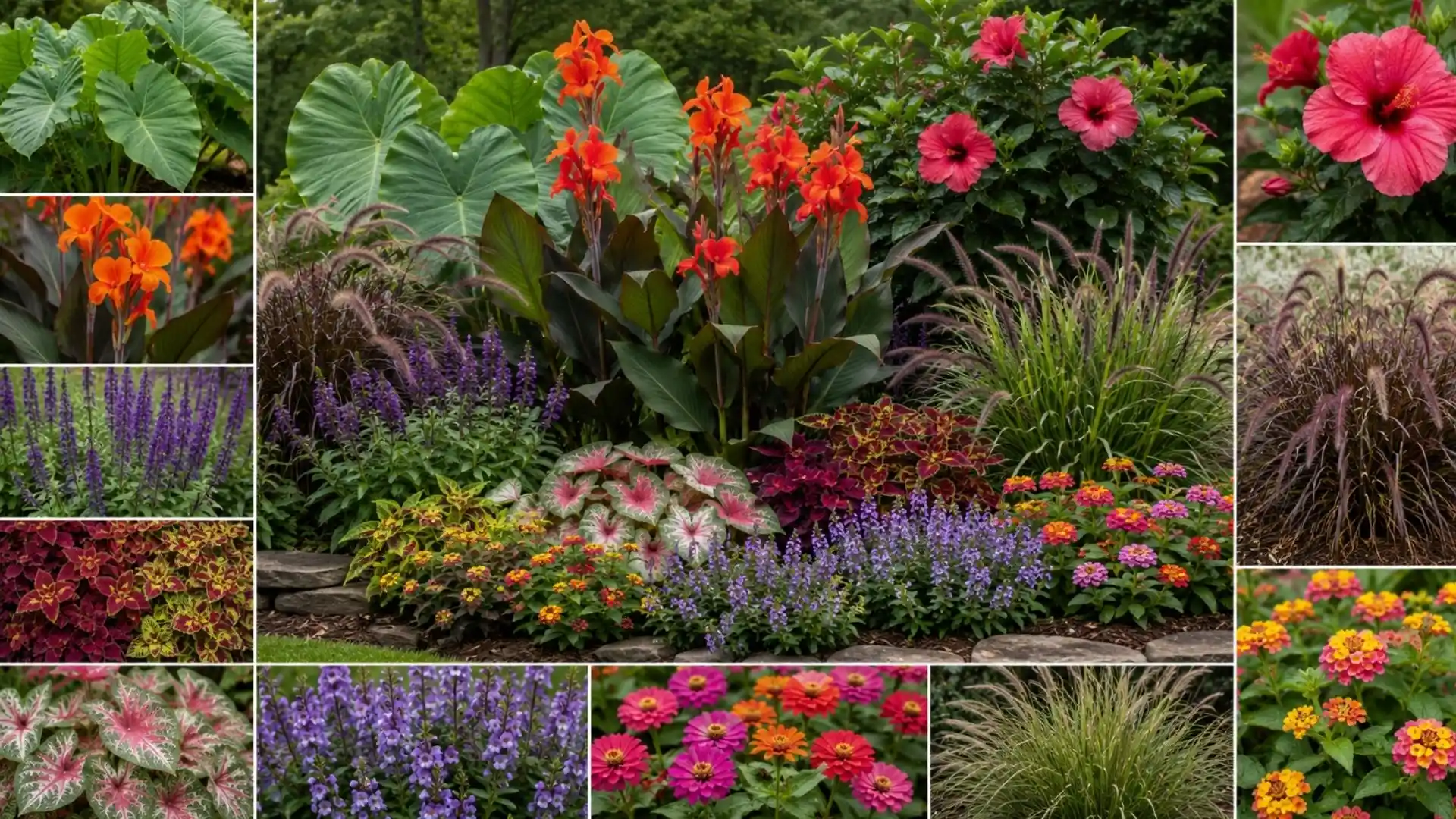 canna lilies surrounded by companion plants including elephant ears, coleus, salvia, hibiscus, grasses, caladium, lantana, and zinnias in a garden mood board
