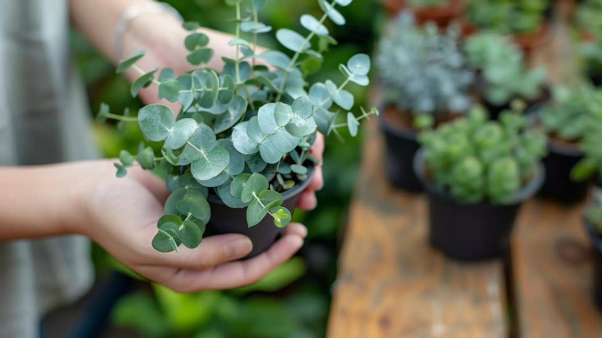 hands holding a small potted eucalyptus plant at an outdoor garden nursery