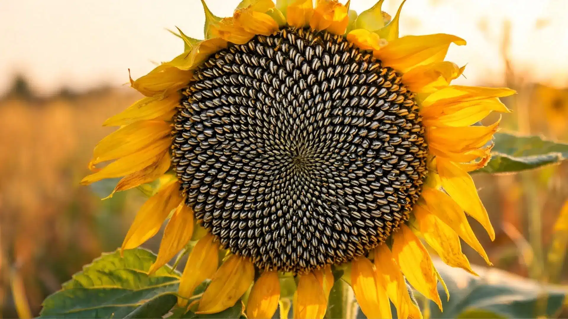 close up sunflower head with detailed seeds yellow petals green leaves and warm sunlight in a blurred field background