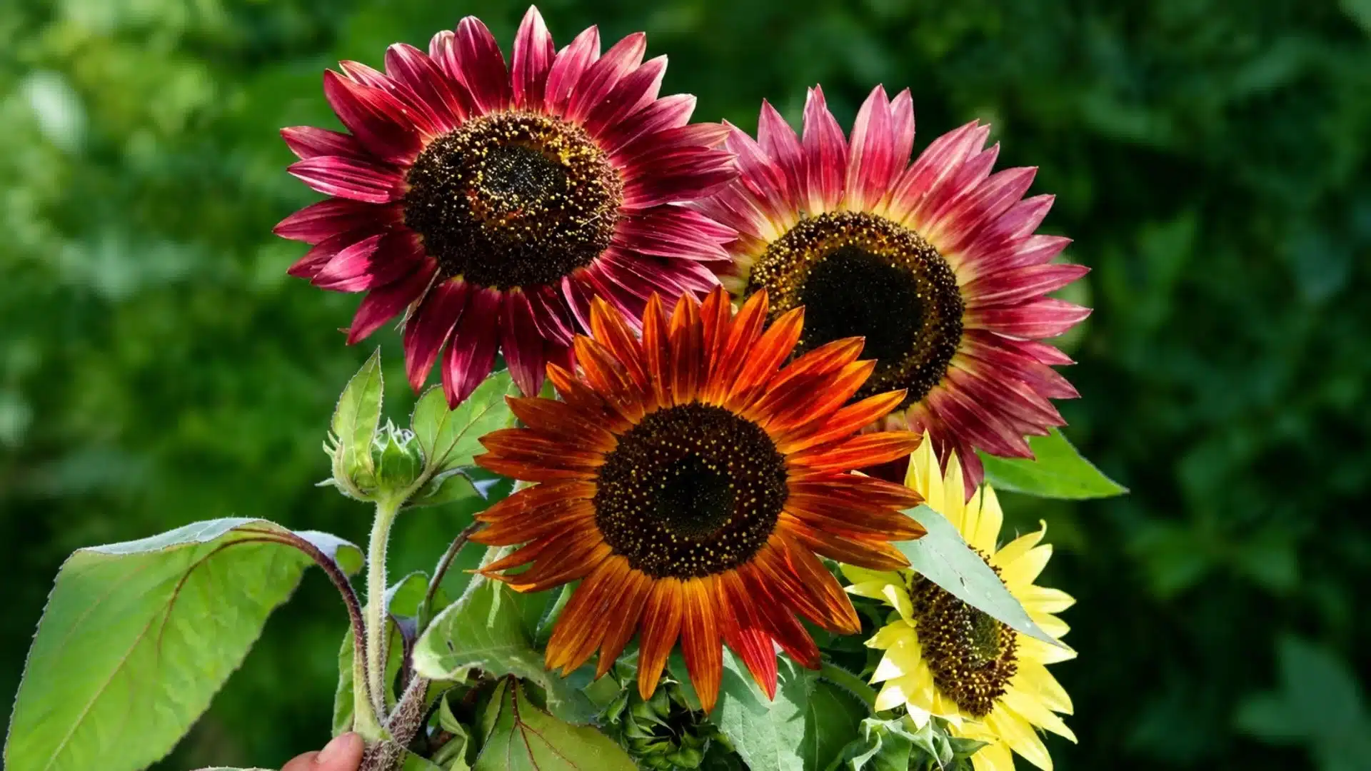 colorful sunflowers with red orange pink and yellow petals blooming against green foliage background in a garden setting