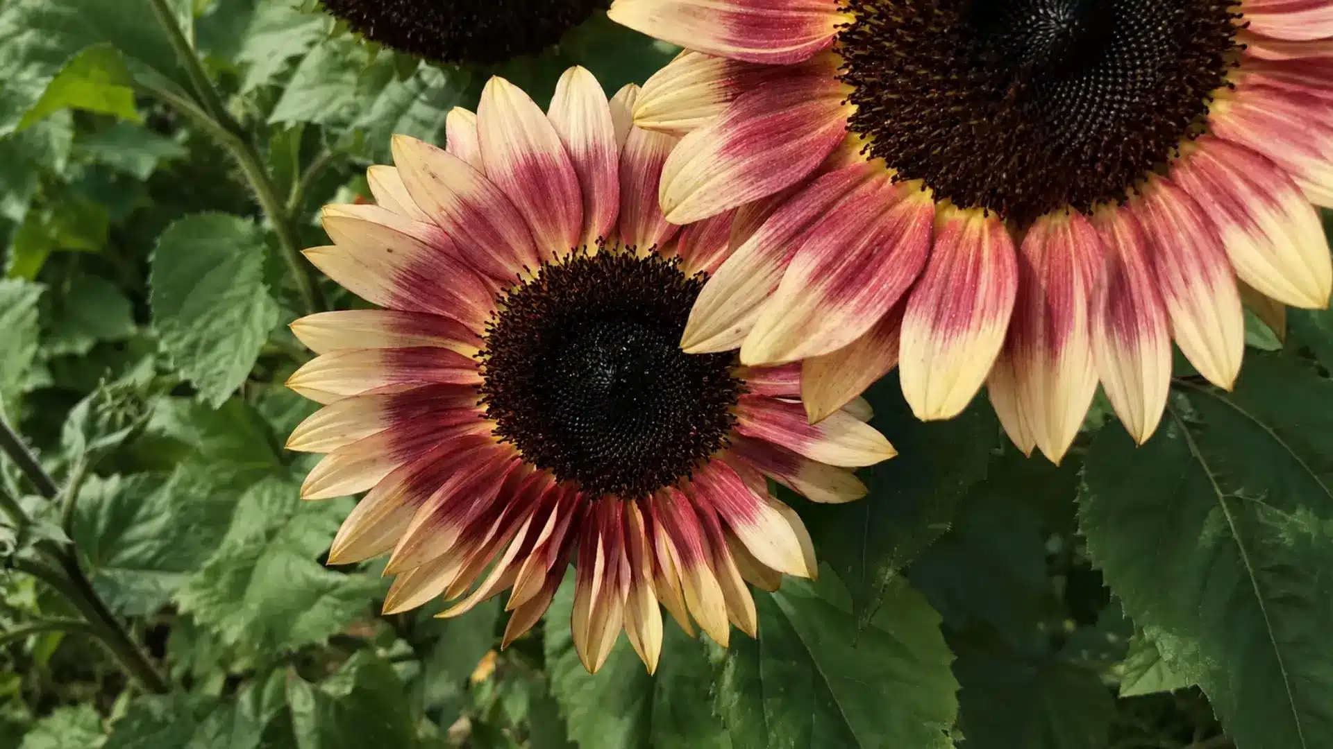 cream and pink sunflowers with dark centers surrounded by green leaves in a garden setting