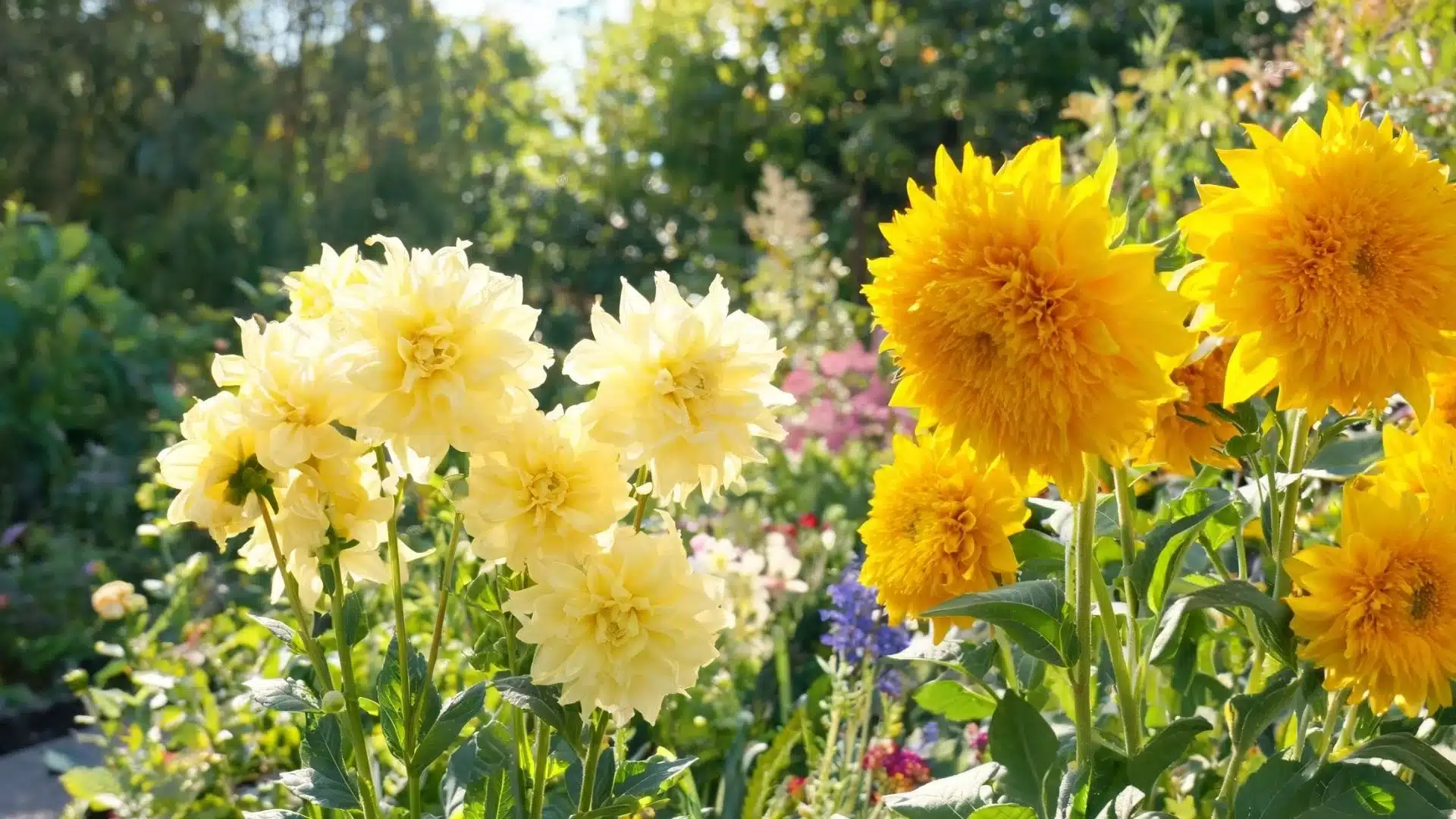 cream and yellow double sunflower flowers growing among green leaves in a bright garden