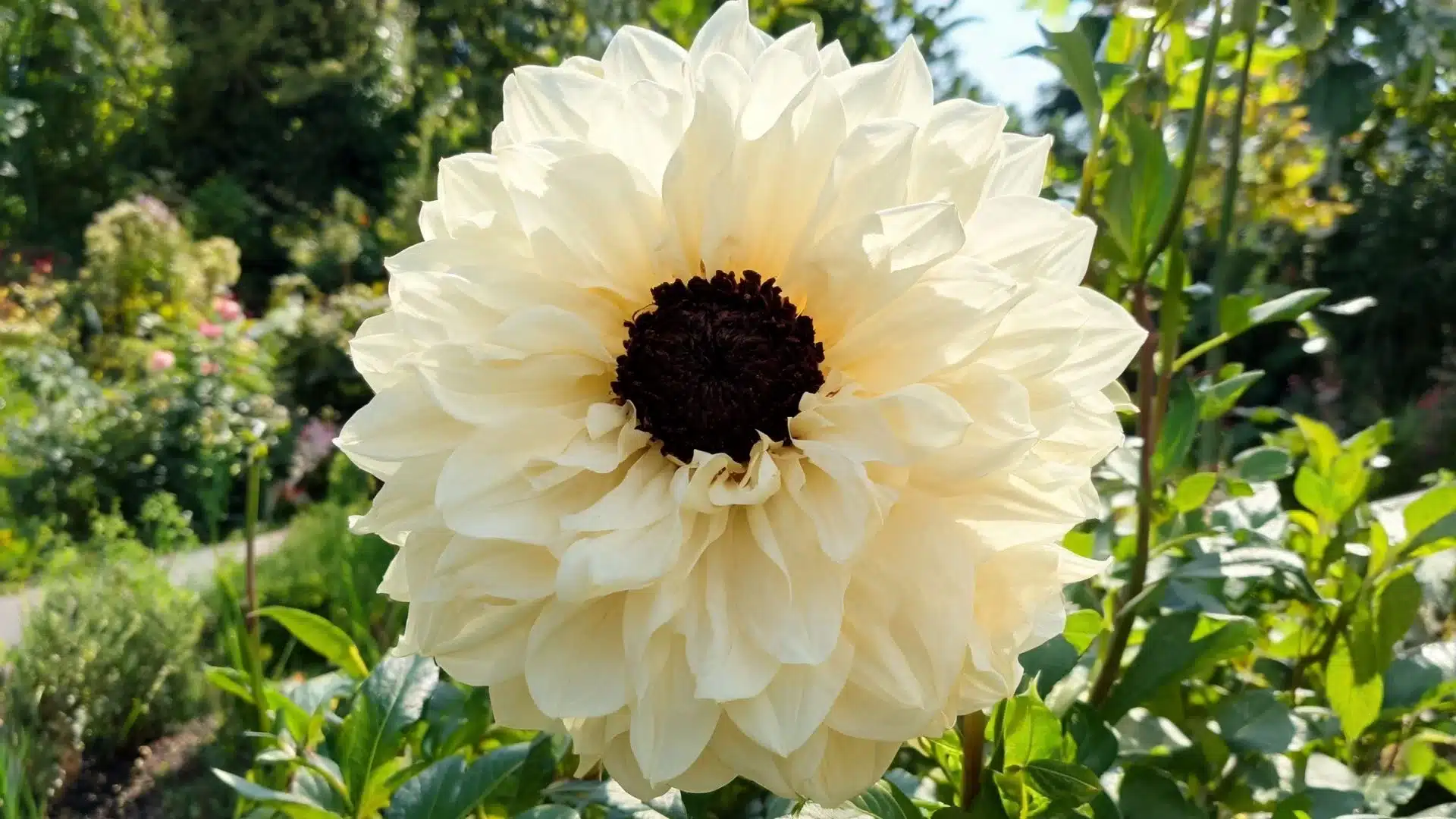 cream colored round flowers with layered petals blooming on green stems in a sunny garden