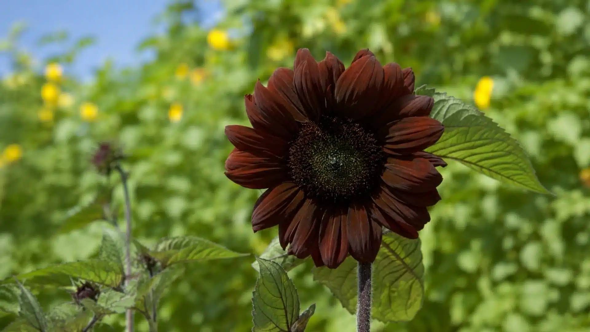 dark brown sunflower with a black center and green leaves blooming against a blurred garden background