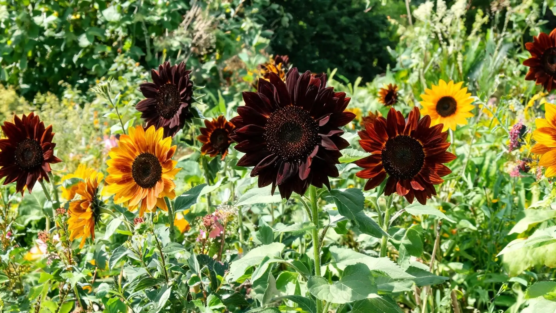 dark red sunflower with layered petals and black center surrounded by green garden foliage