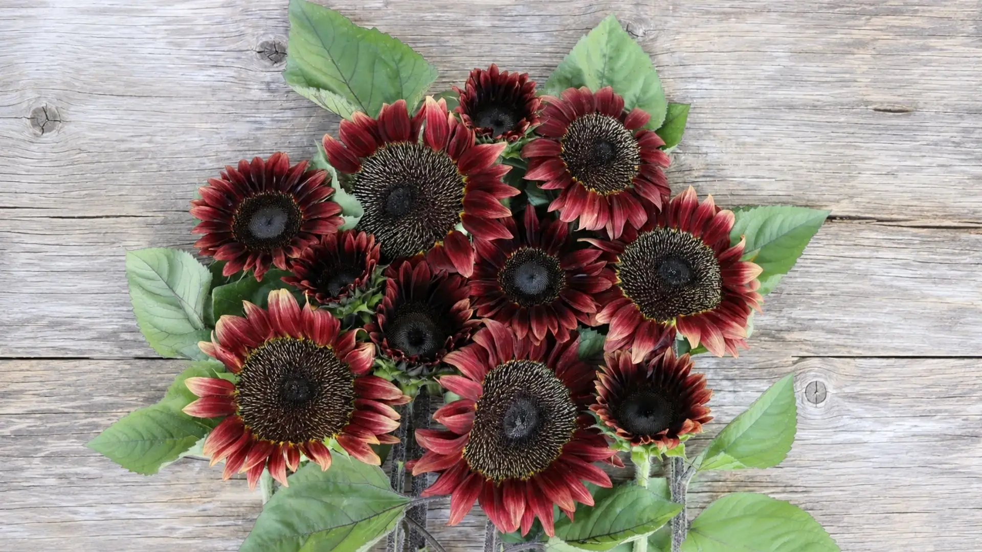 dark red sunflowers with black centers and green leaves arranged on a rustic wooden surface background