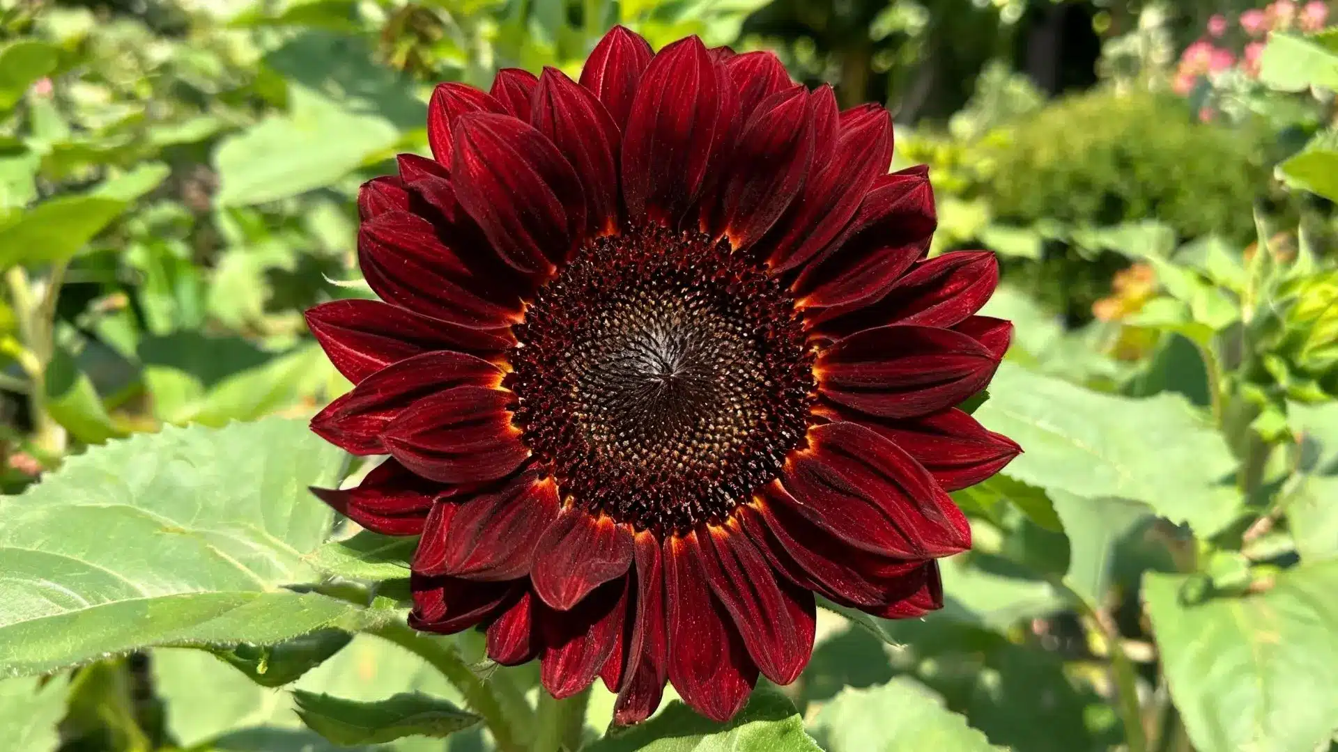 deep burgundy sunflower with textured petals and dark center surrounded by green leaves