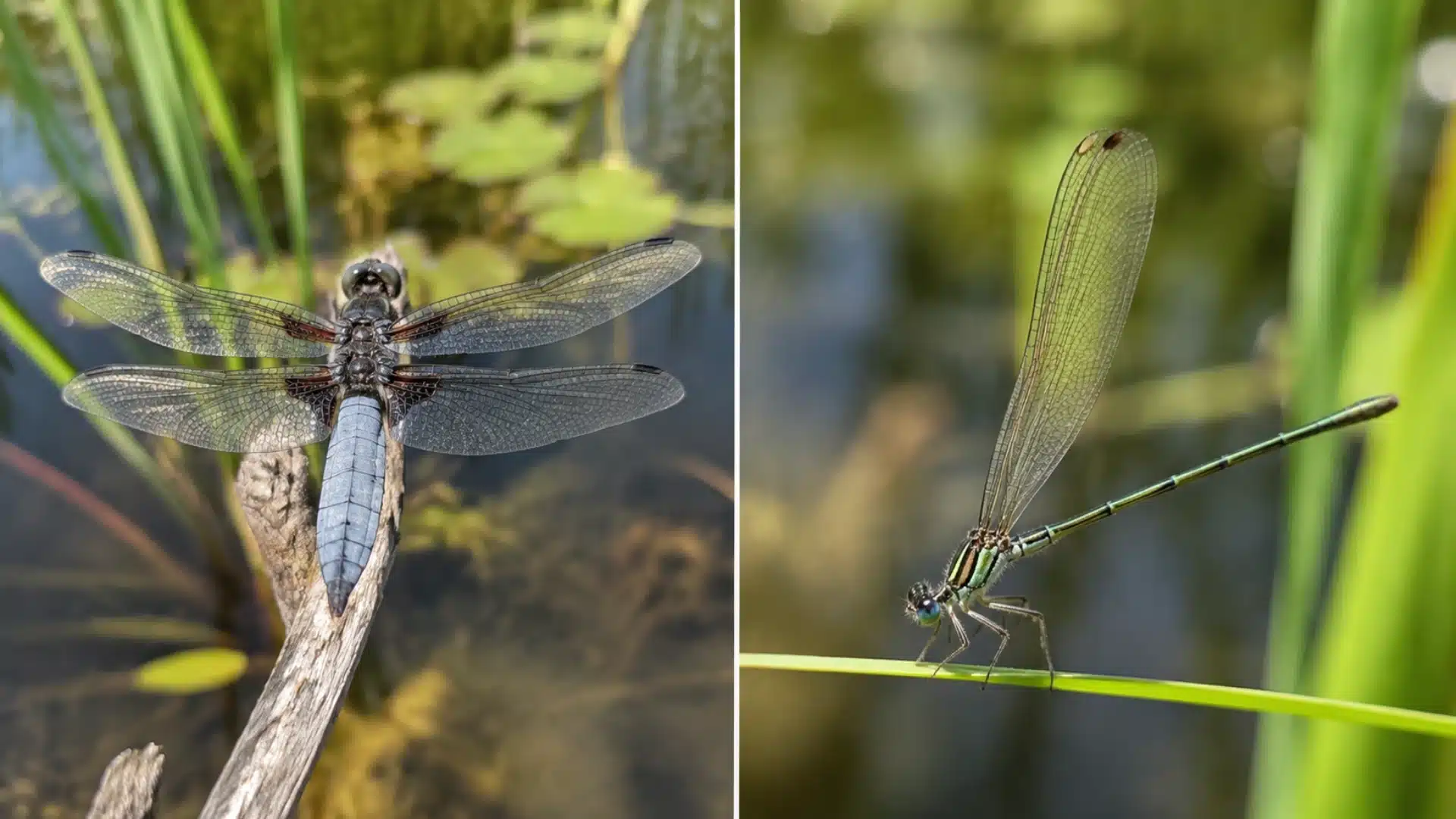 side by side comparison of a dragonfly with open wings and a slender damselfly.
