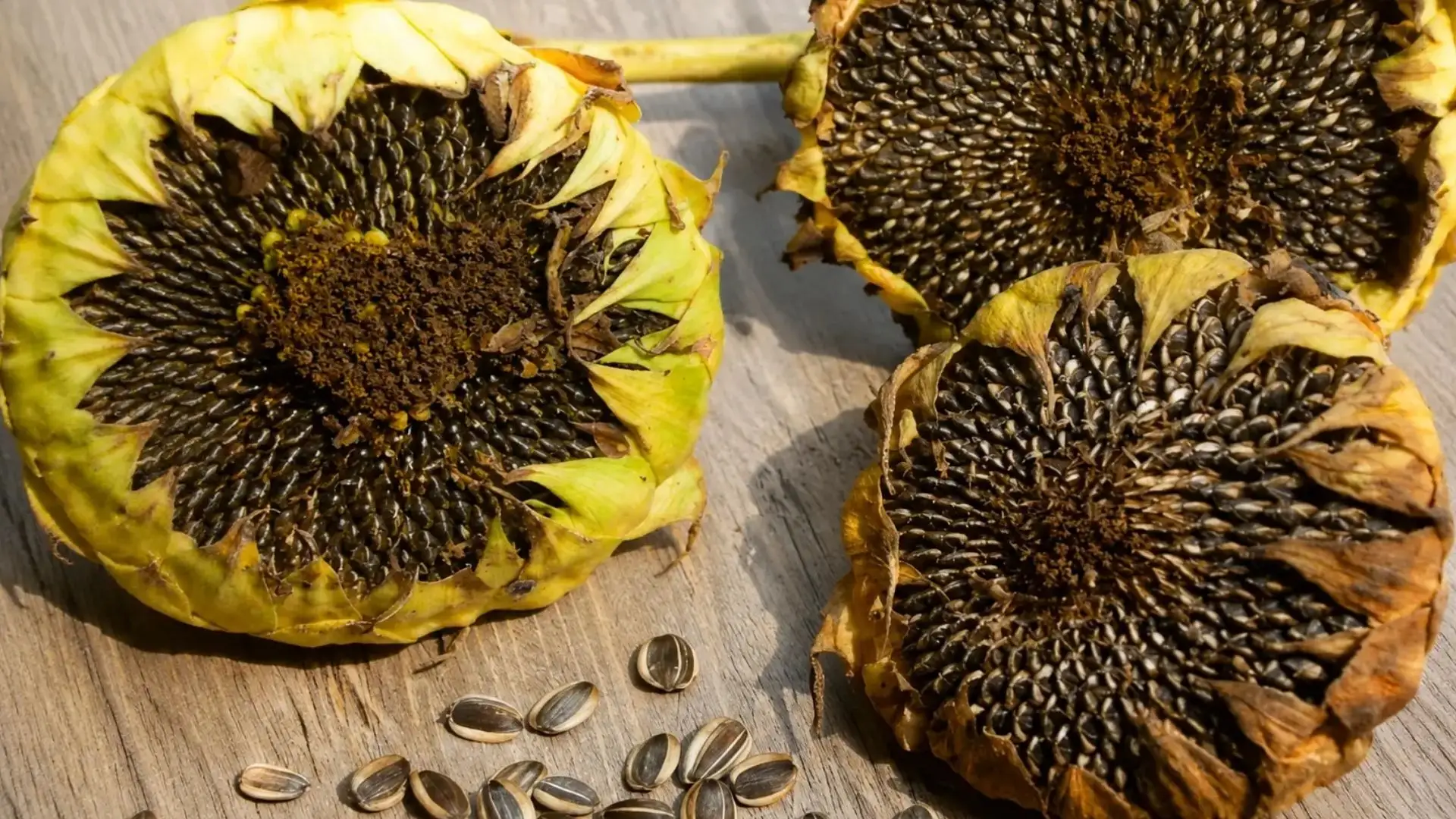 dried sunflower heads with exposed seeds placed on a wooden surface with scattered sunflower seeds nearby