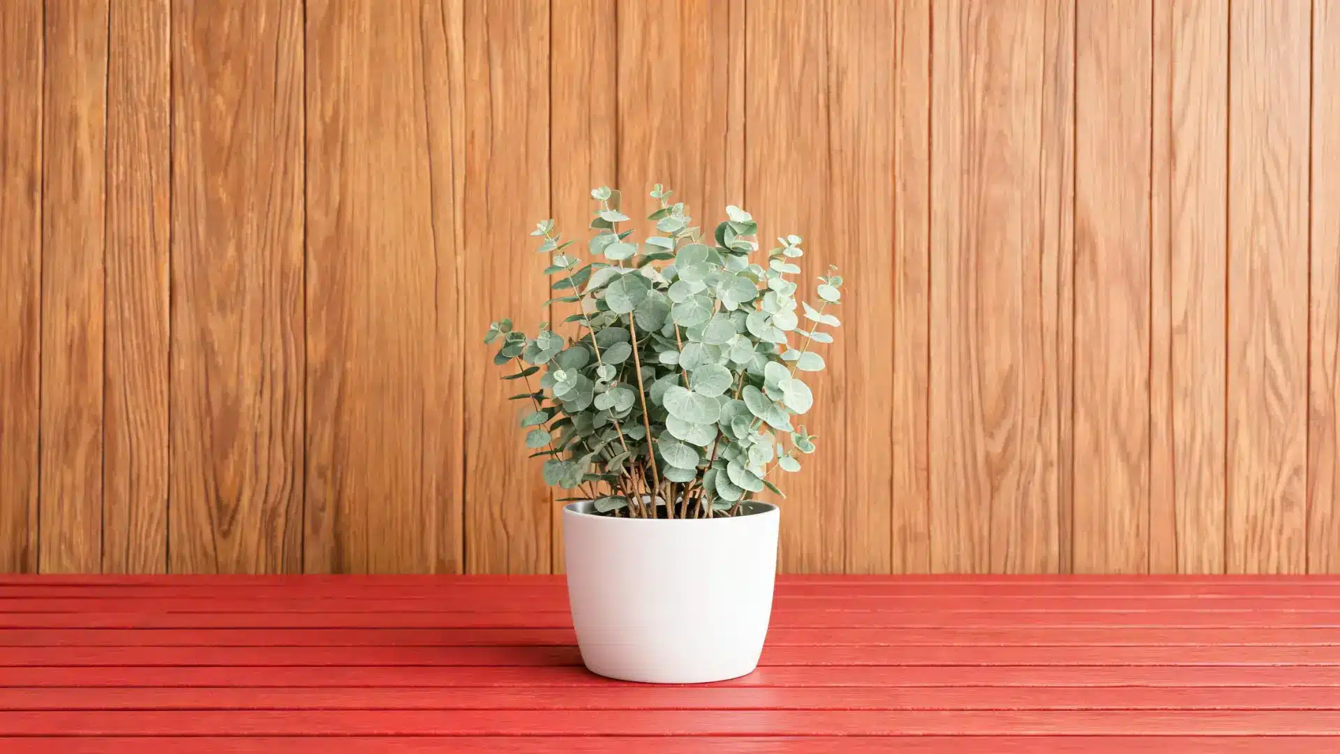 potted eucalyptus plant with silvery blue leaves against a wooden paneled wall backdrop