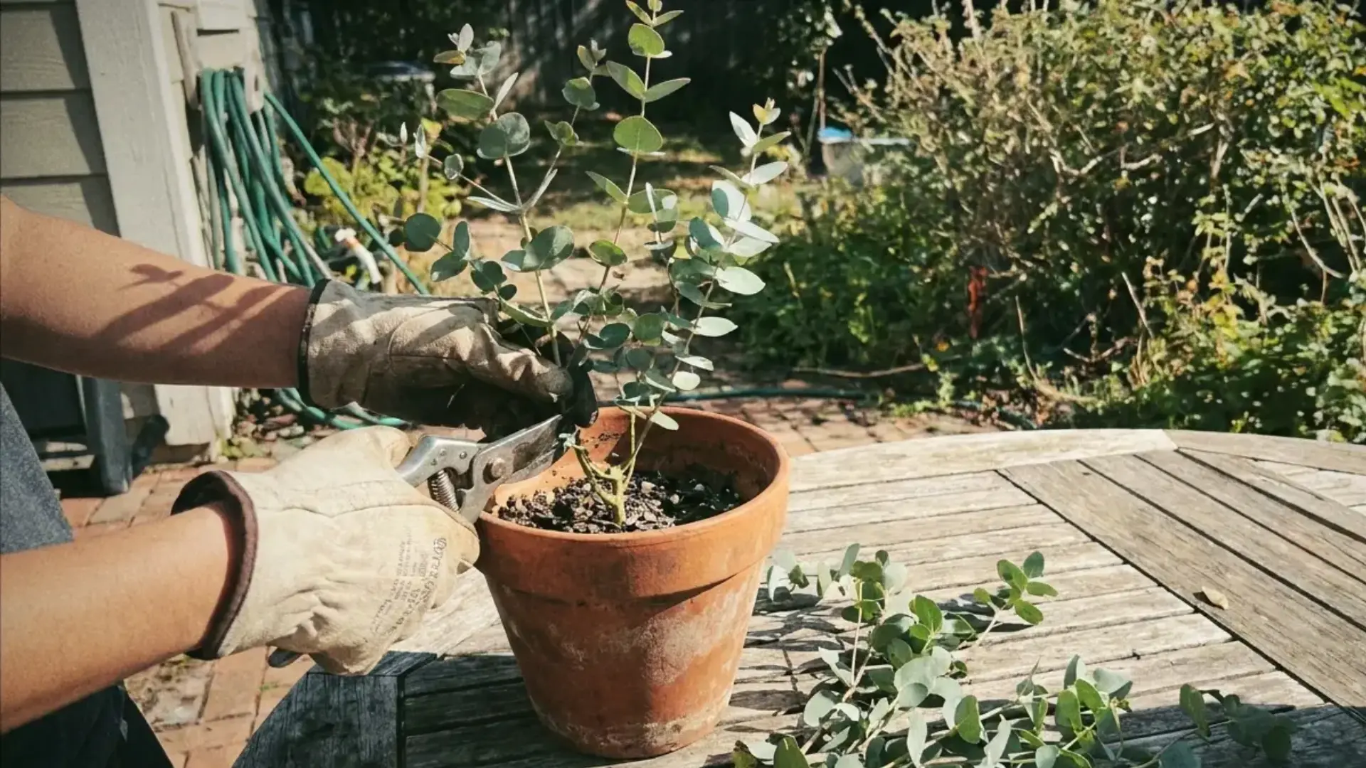 gardener pruning a young potted eucalyptus plant with shears in a sunny backyard