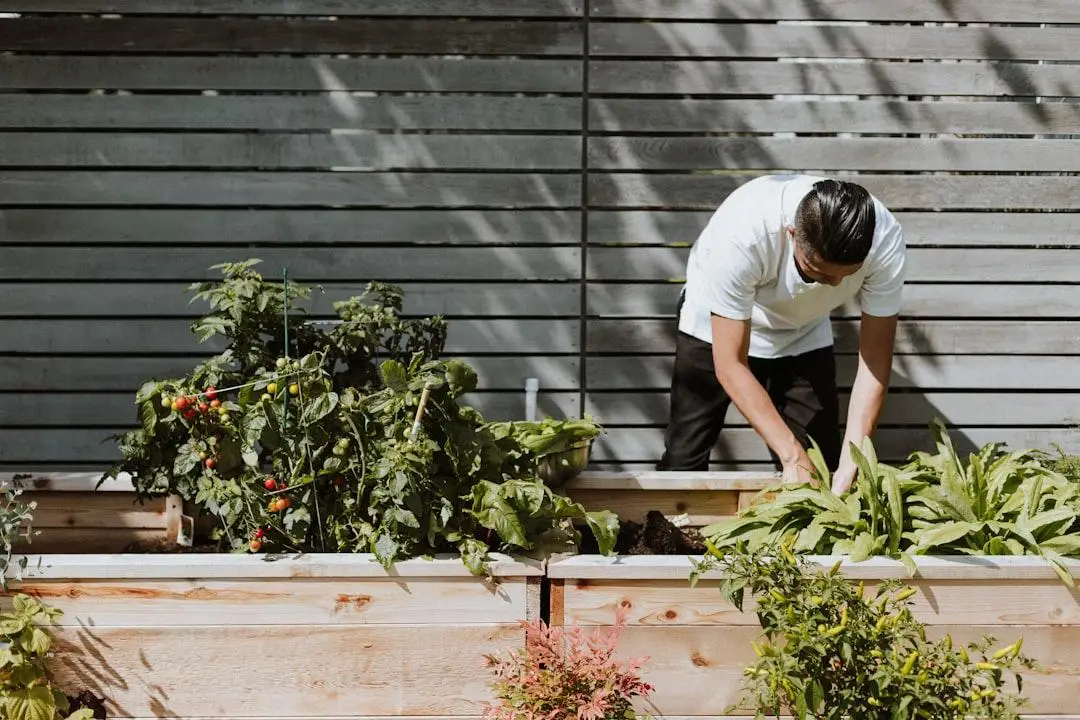 Person tending vegetable garden in wooden planters under bright sunlight