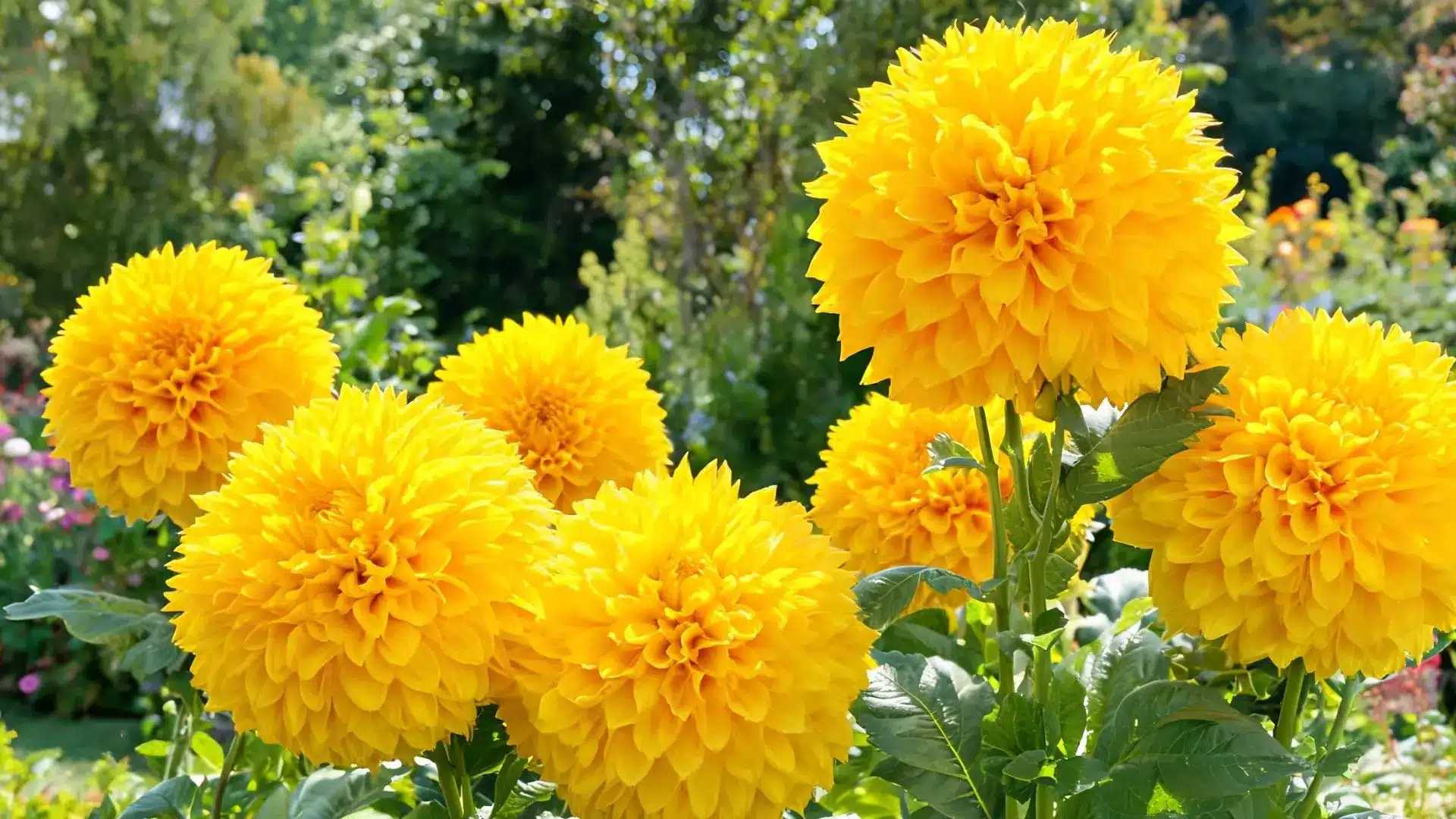 golden yellow double sunflower blooms with dense petals and green foliage in sunlight