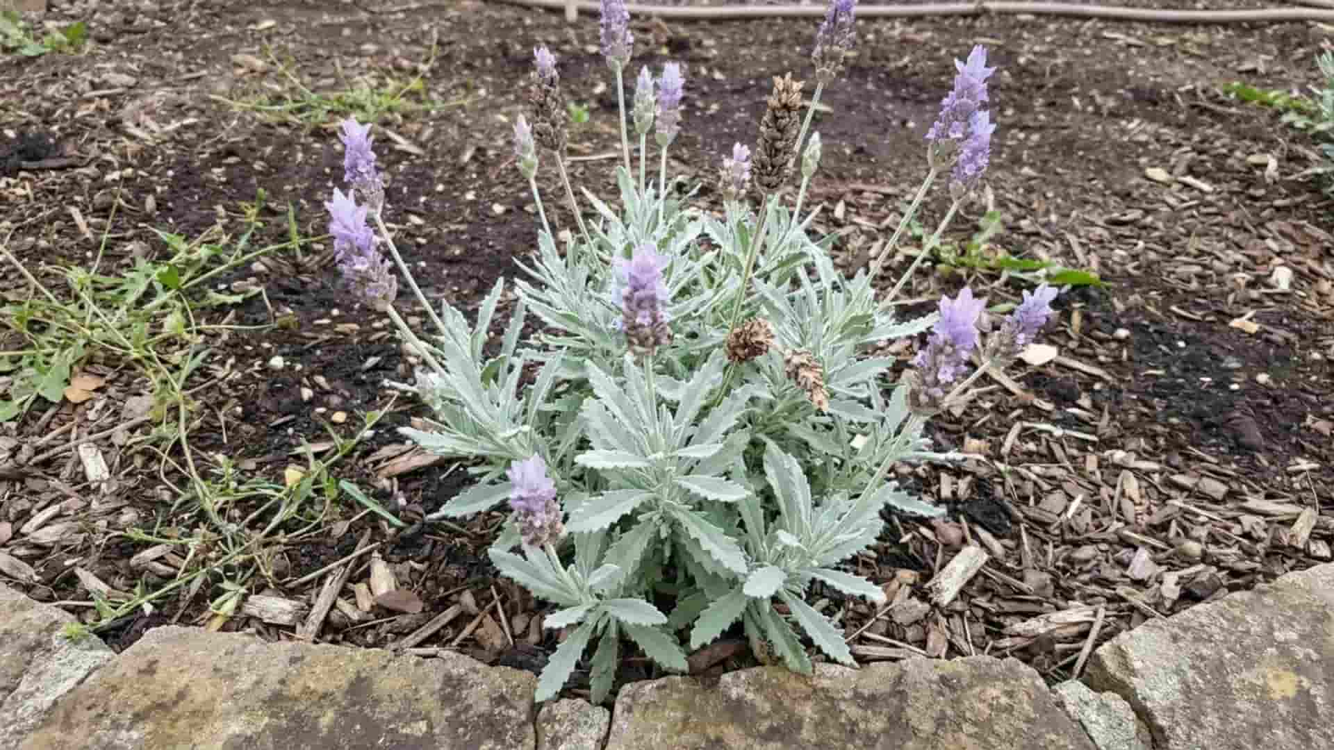 goodwin creek grey lavender broader silver toned leaves with soft purple spikes