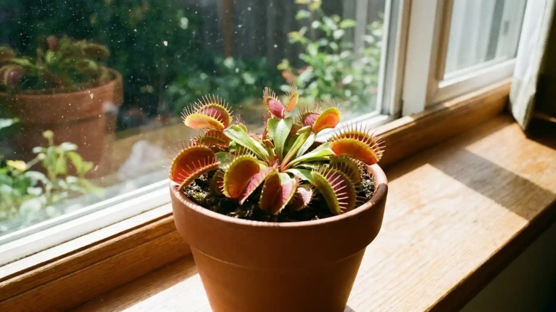 venus flytrap with red-tinged traps sitting in direct sunlight on a windowsill