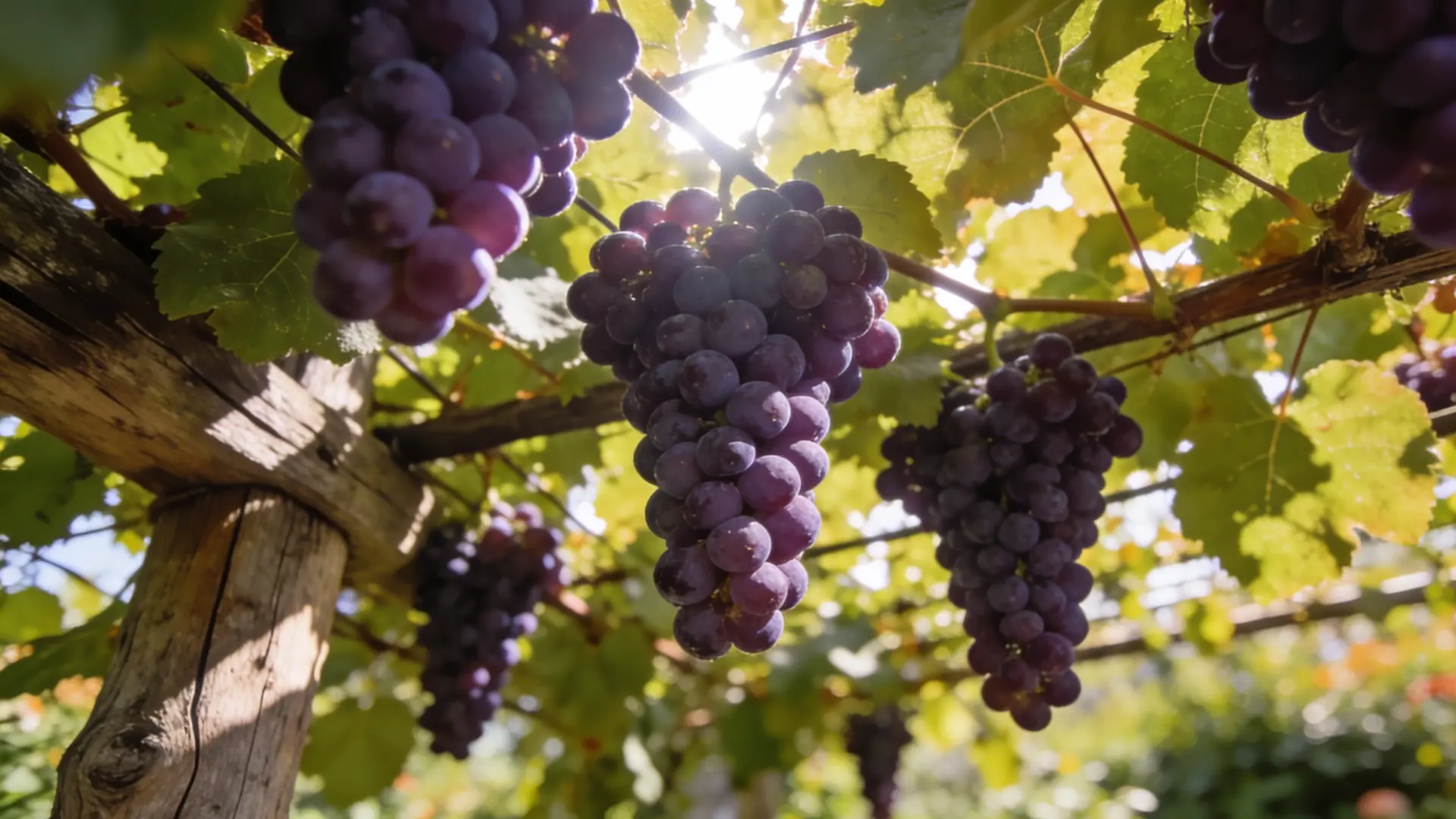how-to-grow-grapes-at-home