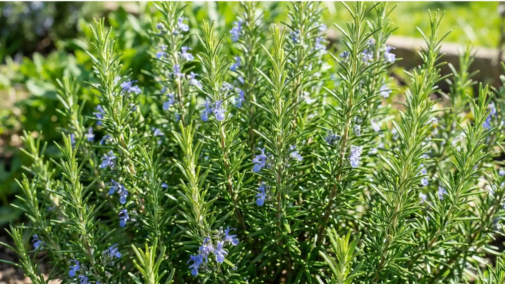 how-to-harvest-rosemary