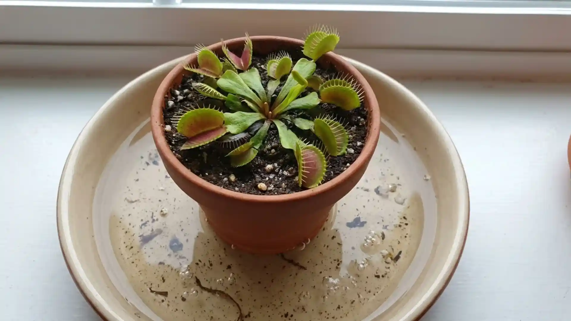 venus flytrap pot sitting in a shallow water tray using the bottom-watering method