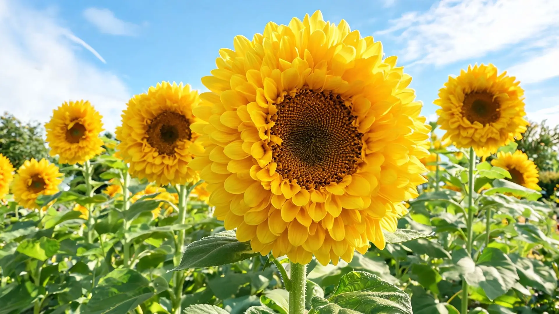large yellow double sunflower bloom with layered petals in a sunny field under blue sky