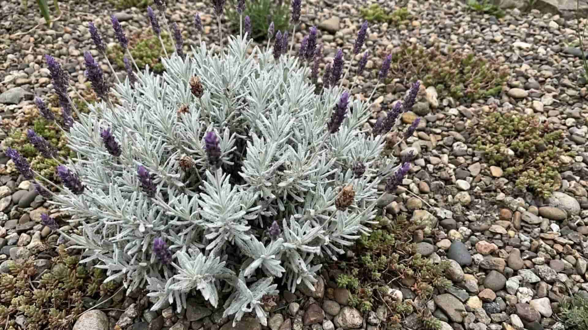 woolly lavender thick felted silvery white leaves growing in a rock garden bed