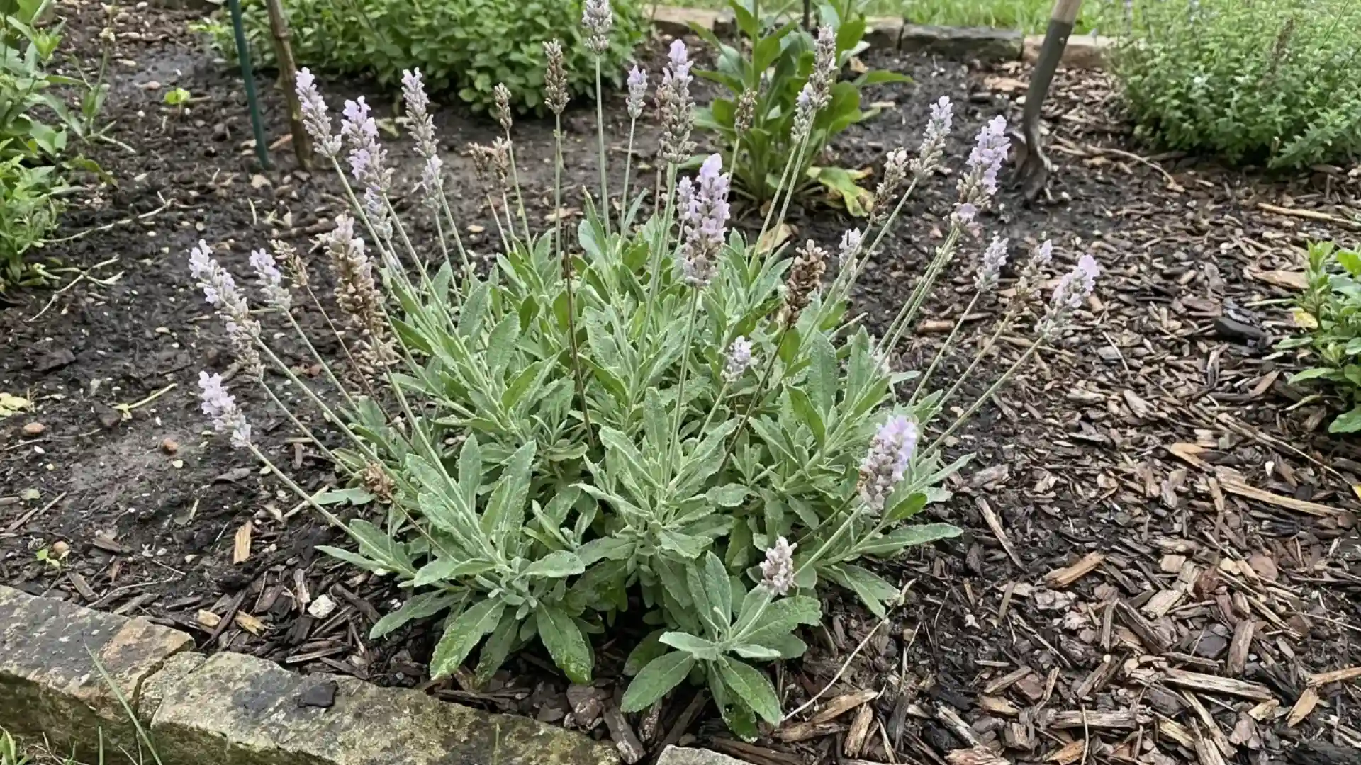 portuguese spike lavender aromatic shrub with broad leaves and pale lilac spikes