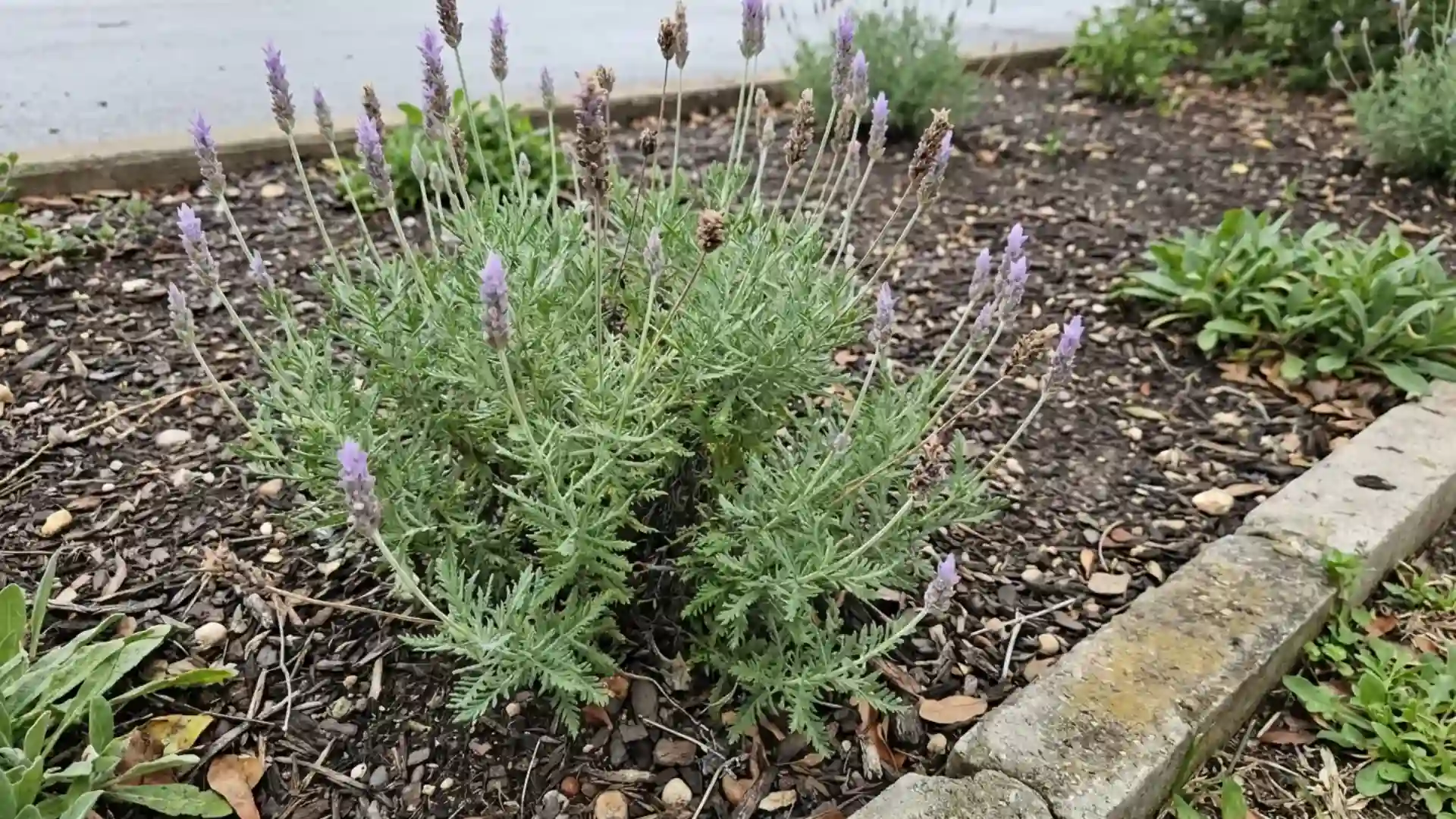 egyptian fern lavender finely divided lacy leaves with slender purple spikes