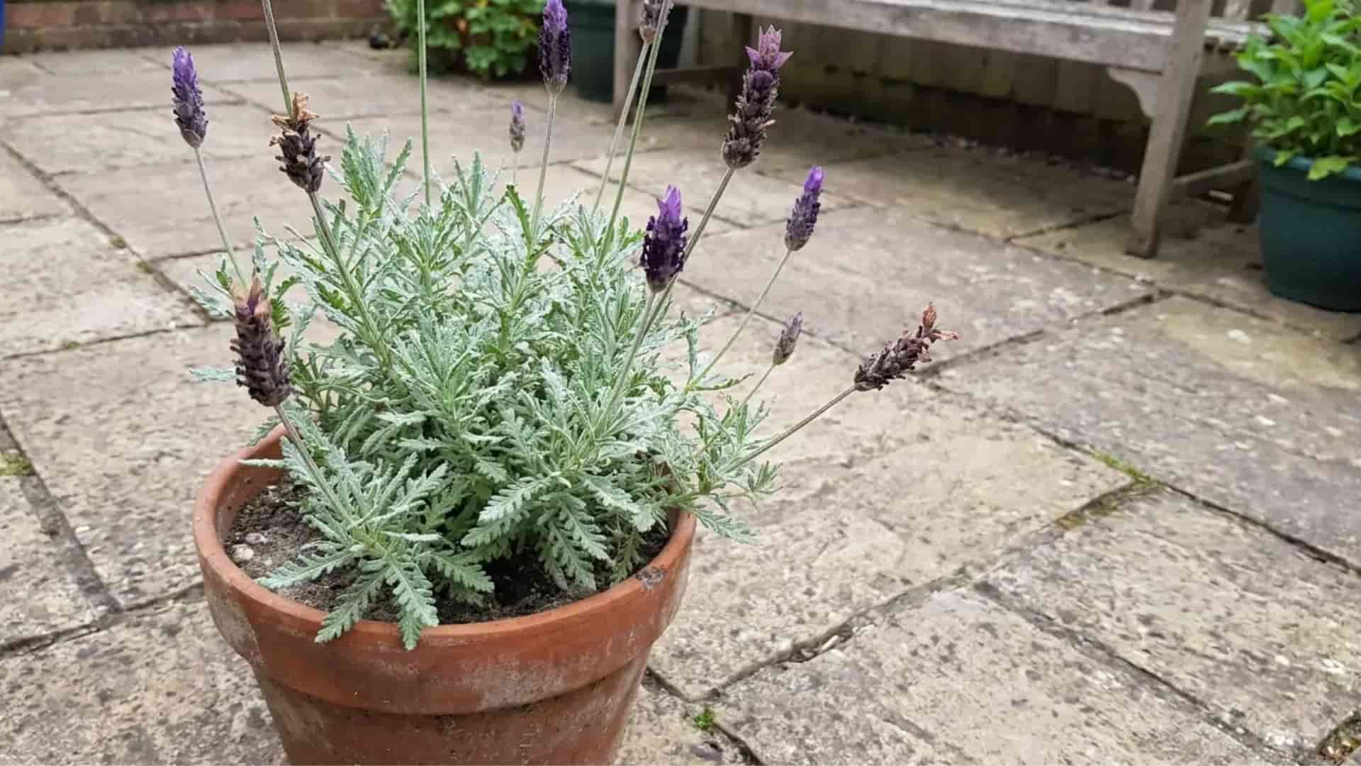 fern leaf lavender feathery deeply cut foliage growing in a warm patio pot