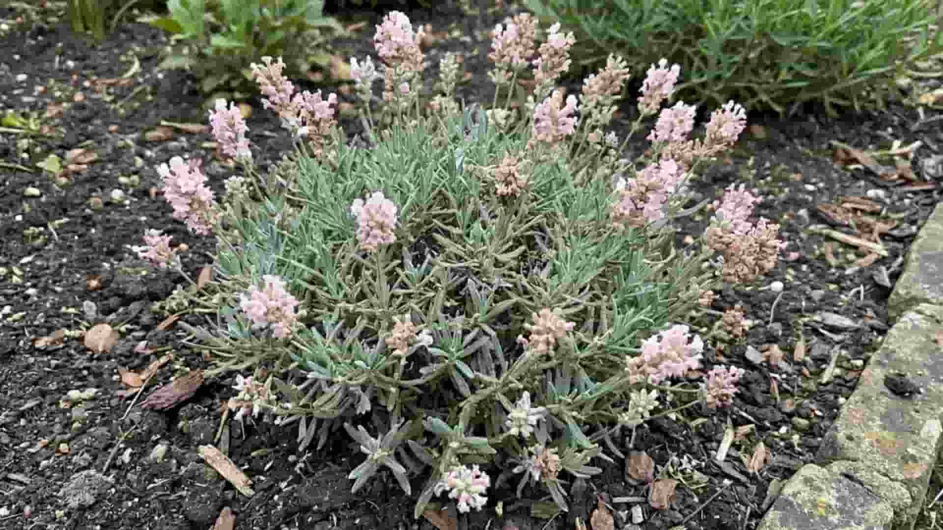 little lottie lavender soft pastel pink blooms slowly fading with age in a bed