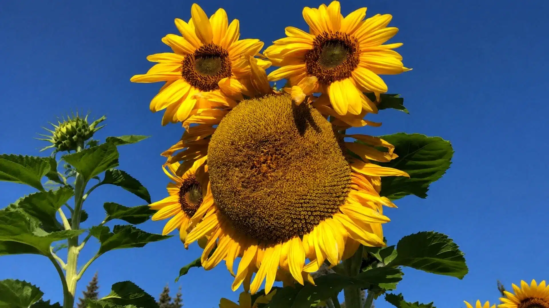 cluster of large yellow sunflowers with a big flower head facing forward and smaller blooms behind, set against a bright blue sky