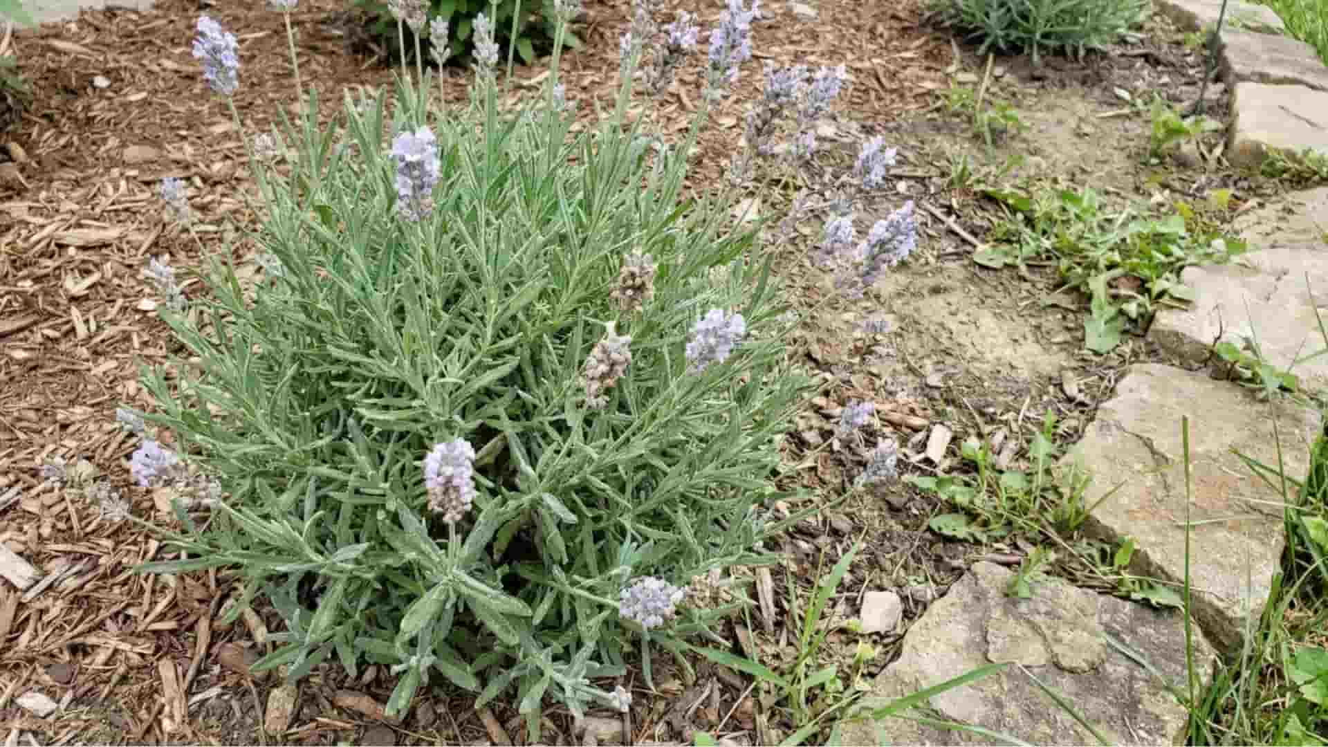 munstead lavender softer violet blue blooms growing in a garden bed under overcast sky