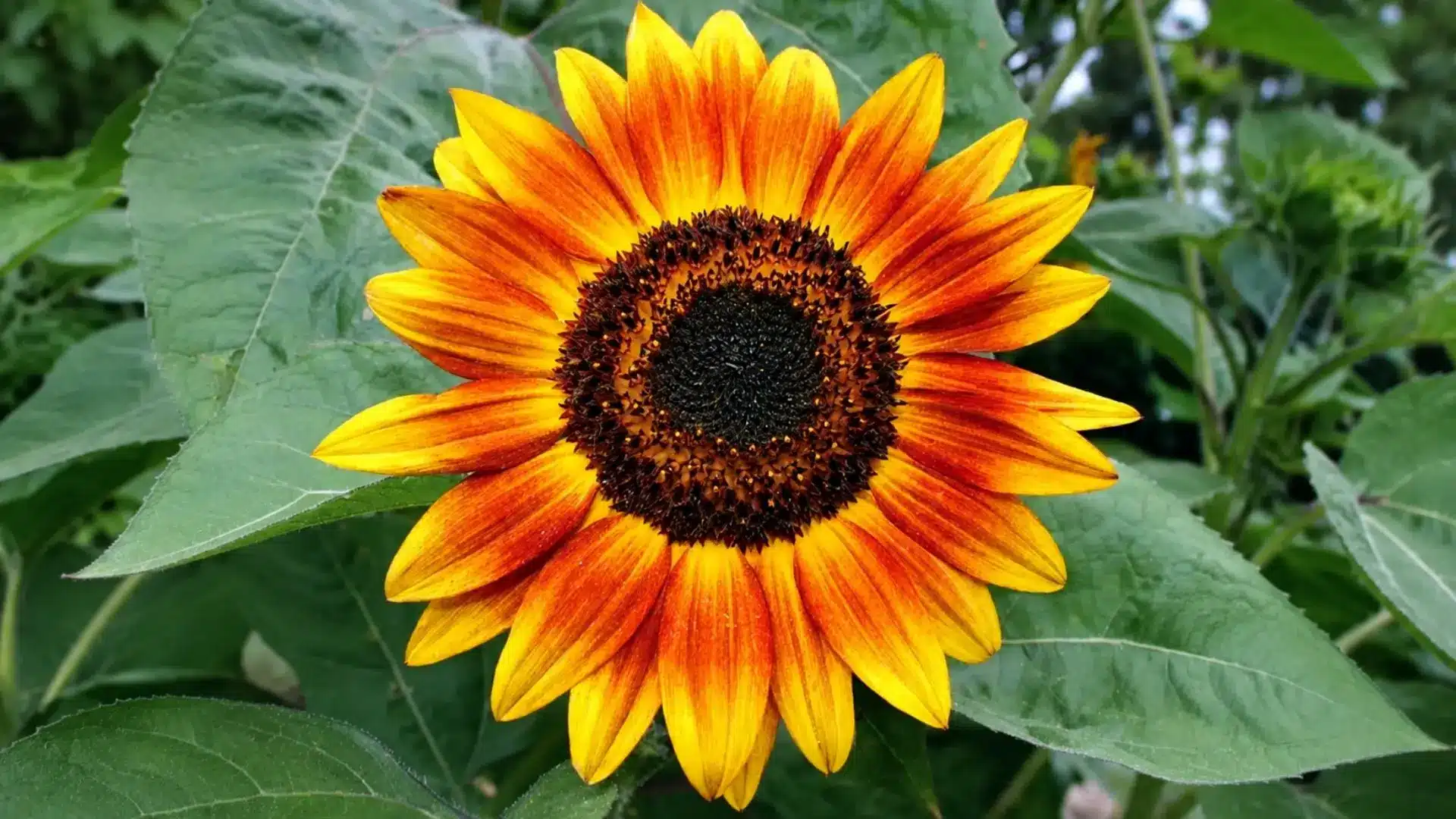 orange and yellow sunflower with dark center surrounded by green leaves in a natural garden setting