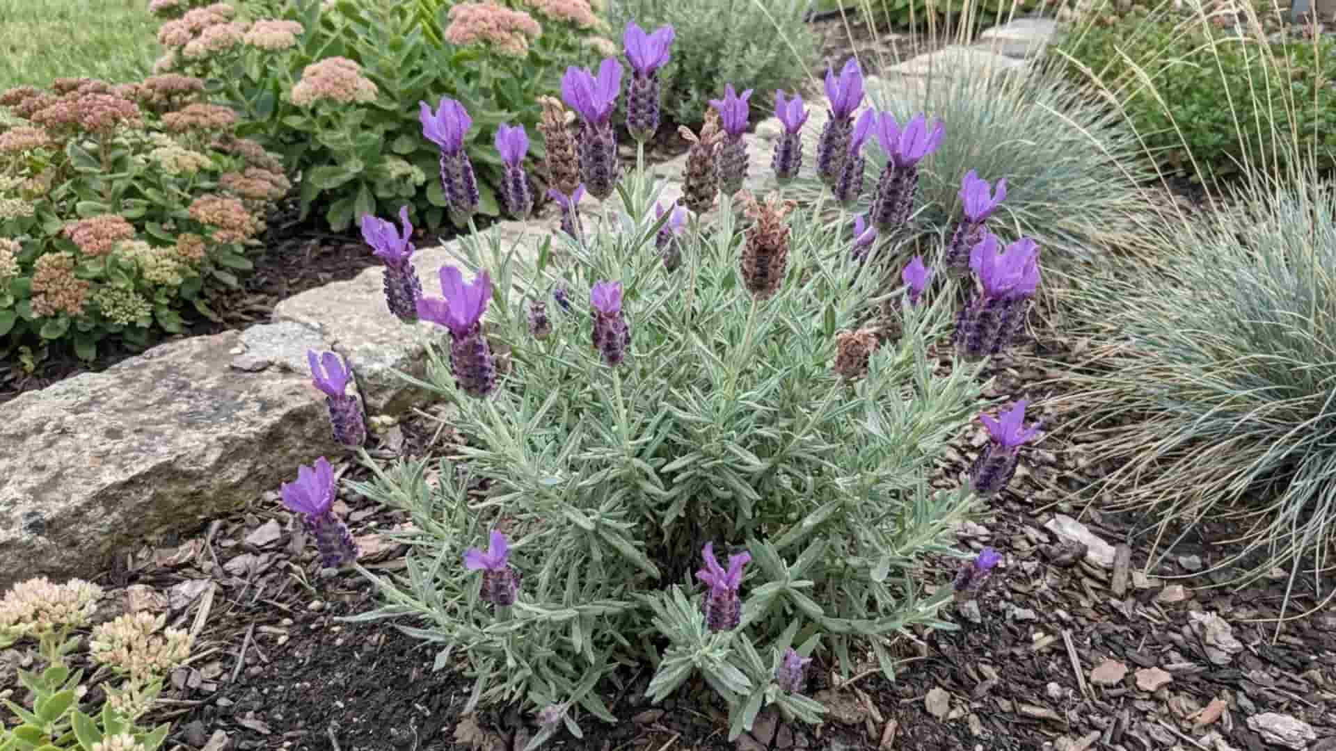 otto quast spanish lavender purple pinecone blooms topped with rabbit ear bracts