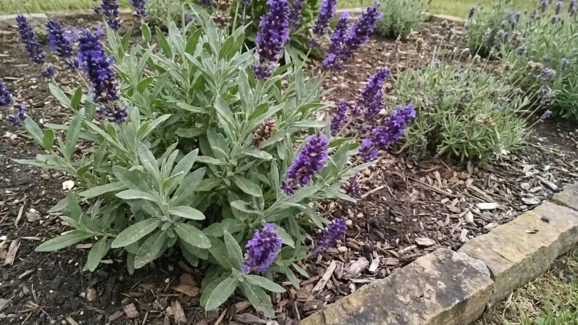 phenomenal lavandin lush healthy shrub with wide leaves and dense violet spikes