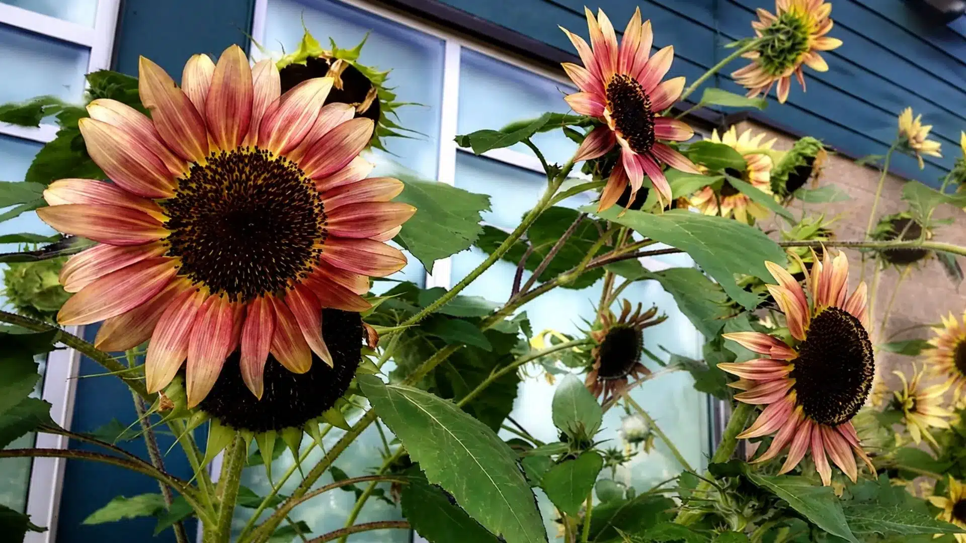 pink and yellow sunflowers with dark centers growing beside a blue house with green leaves and garden background