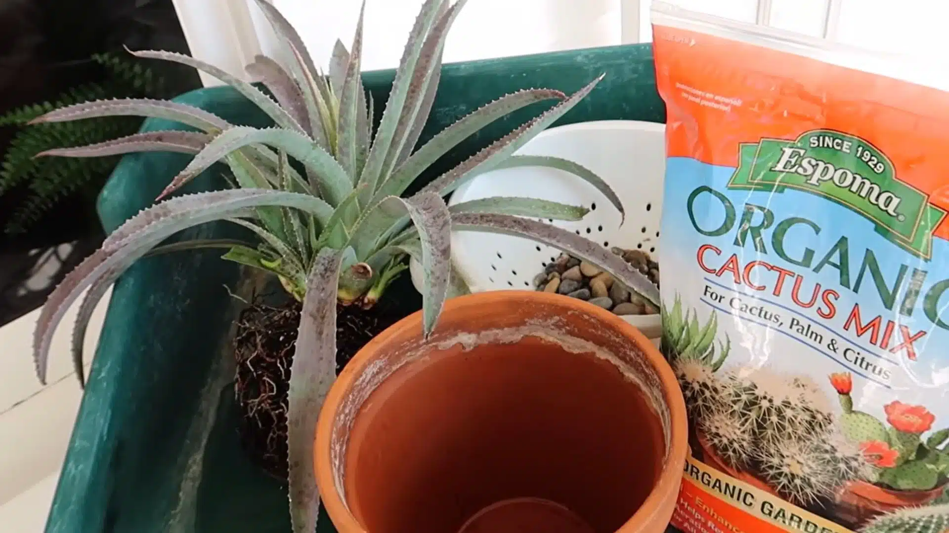 plant being repotted with fresh cactus soil and clean container after mealybug infestation treatment