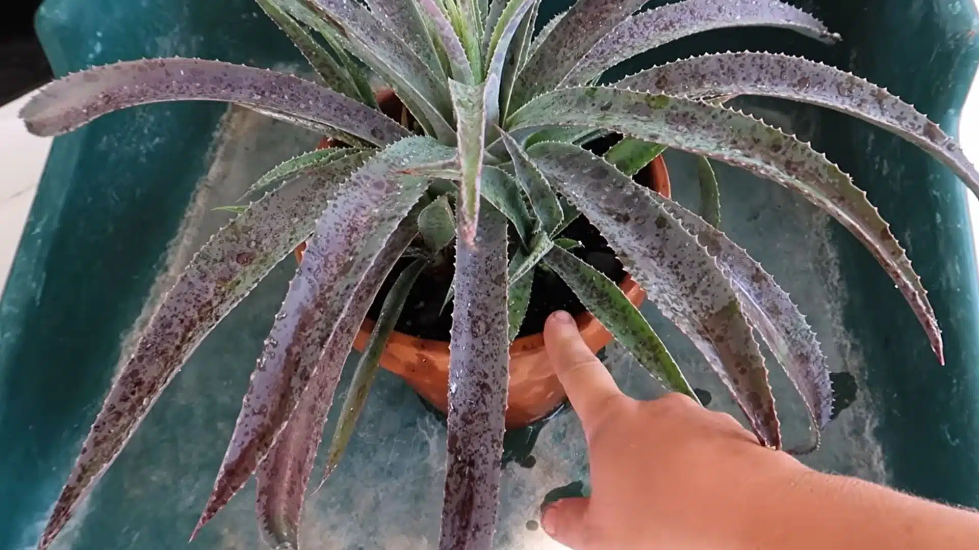 potted plant with visible mealybug damage on leaves showing signs of pest infestation and affected foliage