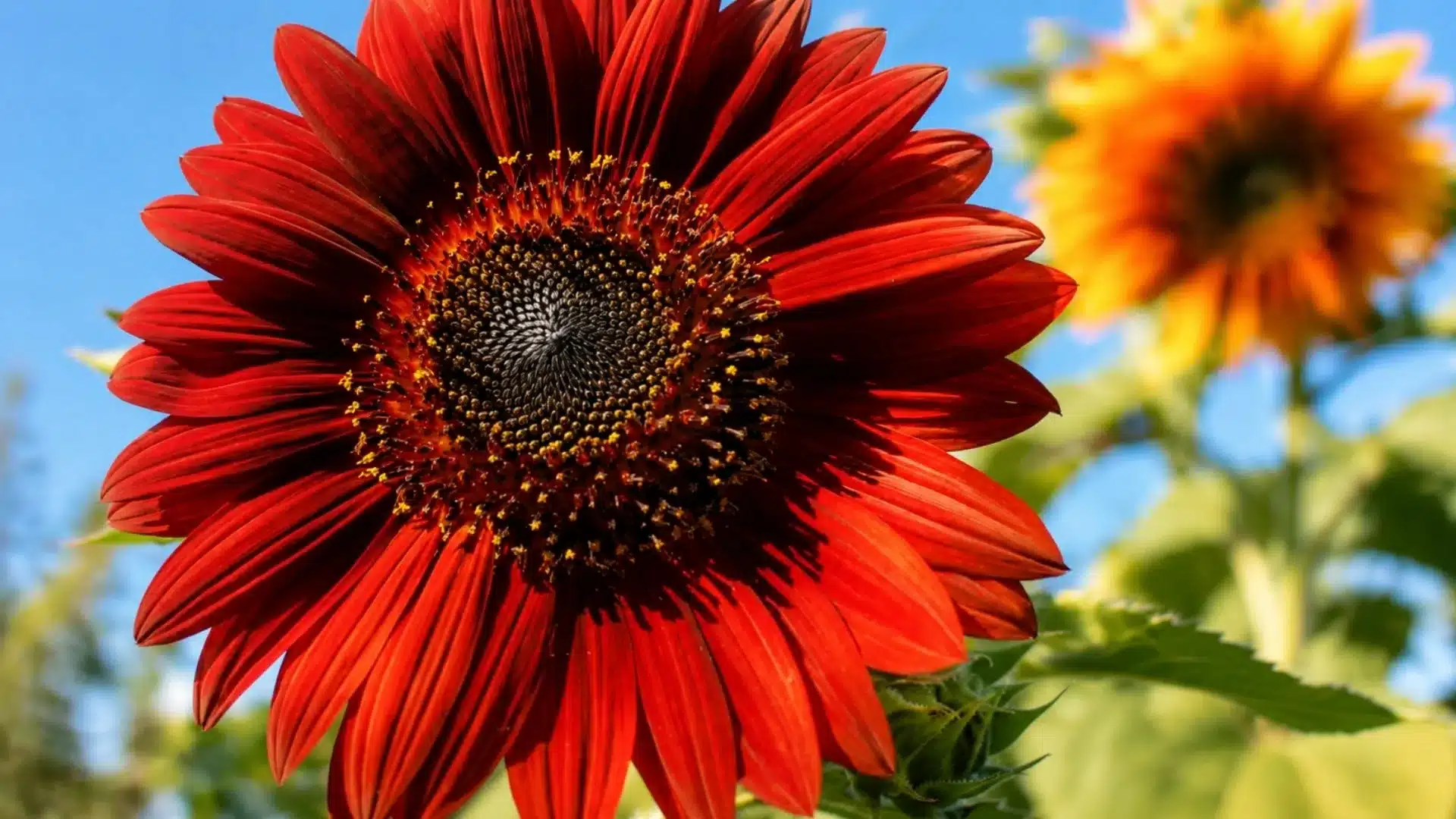 red sunflower with dark center and detailed petals blooming in sunlight with blurred green foliage and blue sky background