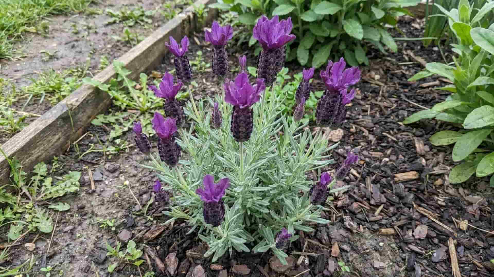 regal splendour spanish lavender deep purple blooms with large showy bracts