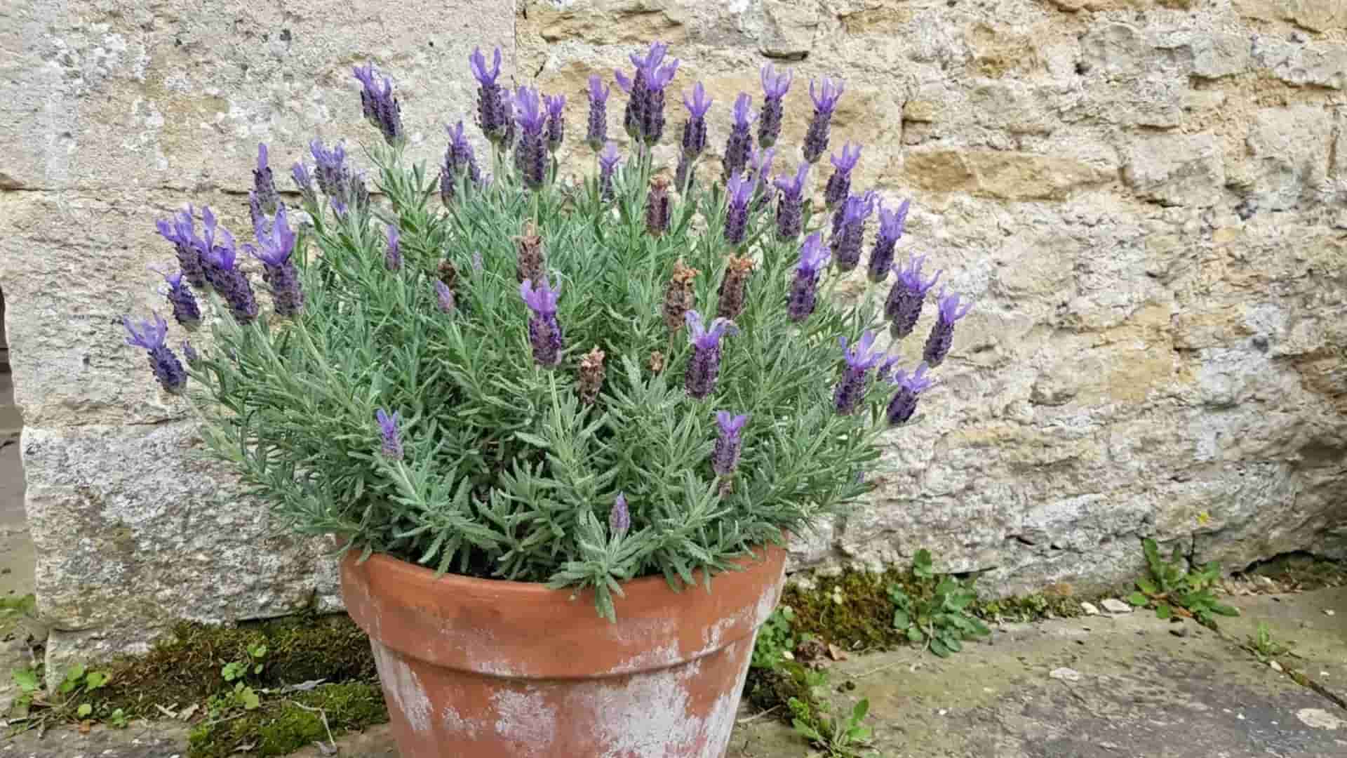 royal crown french lavender potted plant growing at the base of a sunny stone wall