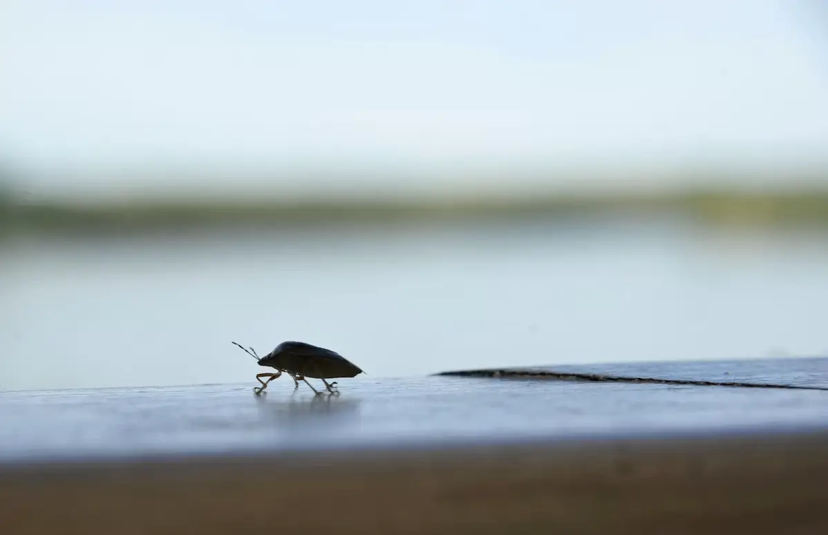 Small beetle walking on wooden surface with blurred outdoor lake background